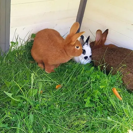 One-bedroom Cobbenrode