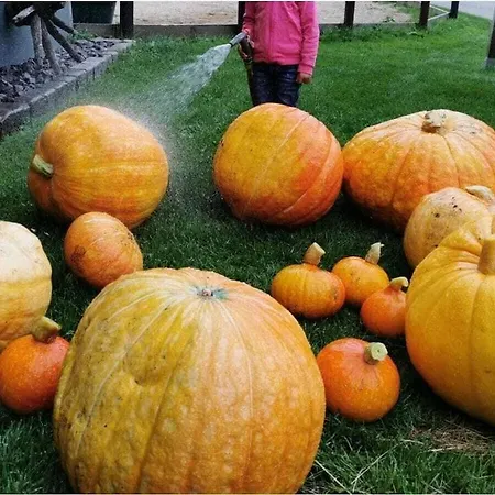 One-bedroom Ferienhaus